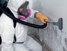 Professional Mold Inspection in Allegan, MI